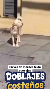 El sensei cole 🤣🤣🤣 #doblajequillero #doblajesgraciosos #comedia #Drilococo #humor #costeños #animales #colombia #barranquilla | Doblajes Costenos