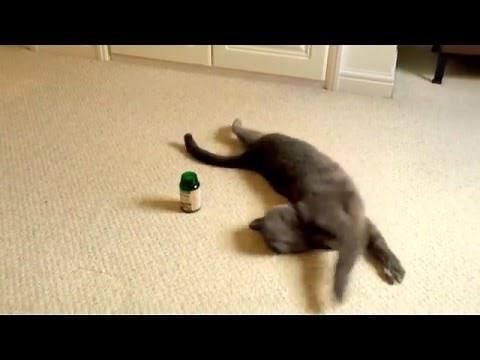 Cat gets high on Valerian Root (cat nip)