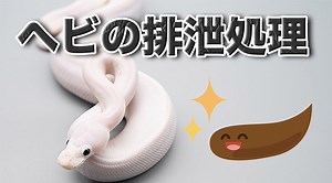 【ボールパイソン飼育】ヘビの排泄処理の方法 | ボールパイソン専門店 DEU Reptiles