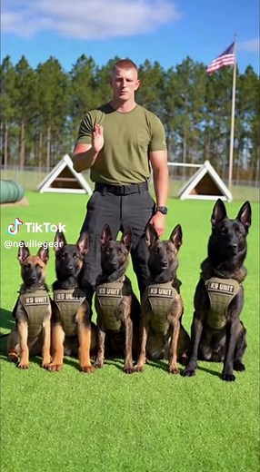 #k9softiktok #dogs #usa🇺🇸