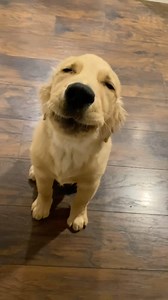 Missing Artie and his good morning Awoo! Artie returns from the prison puppy raising program at CHCF on 1/6! This is currently his last rotation at CHCF. He goes back to Professional Training at Canine Companions in February. We have a lot of fun things planned in January! #artieswoo #goodmorning #futureservicedog #partywithartie #goldenretriever #goldenpuppy | Goodasgoldens