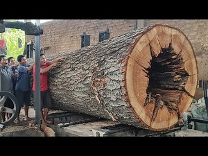 Australia’s Biggest Trembesi Log Cut – The Sound, The Power, The Beauty!