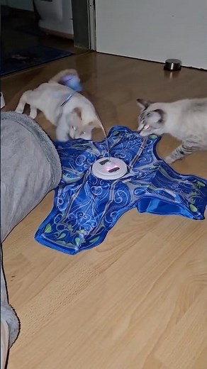 Interaktives Katzenspielzeug für Wohnungskatzen – Wiederaufladbar & berührungsaktiviert 🐱 #shorts