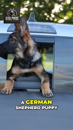 Before You Bring Home a GSD Puppy… WATCH THIS! Most people think a baby German Shepherd is just cute cuddles… But the reality is WAY more intense, emotional, and rewarding. Here are 12 things every new GSD owner needs to know. Which one surprised YOU the most?👇 #GSDPride #GermanShepherd #BabyGSD #GSDowners #GSDLife #GSDCommunity #GSDPuppy #GermanShepherdPuppy #DogReels #PuppyReels #DogTrainingTips #WorkingLineGSD #gsd | Volodymyr Pylypyak