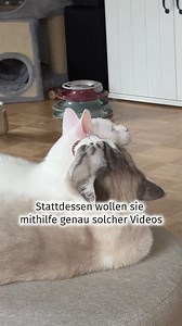🐈‍⬛ Macht ihr mit? 🧪 Dieser Aufruf überrascht: Die Ruhr-Universität Bochum bittet Katzenbesitzer um Aufnahmen von ihren süßen Vierbeinern. Allerdings nicht zum Spaß. Das steckt dahinter. 👉 Mehr dazu hier: waz.de/409629308 | WAZ Bochum