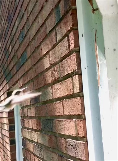 187K views · 876 reactions | Have Ruby-throated Hummingbirds...