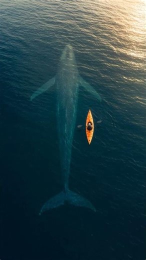 Kayaker Floating Above a Massive Blue Whale Underwater