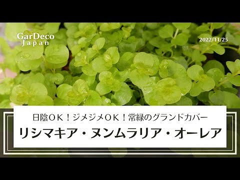 [Shade OK! Damp OK!] 5 Basic Tips for Growing Lysimachia Nummularia Aurea [Evergreen Ground Cover]