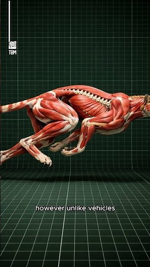Cheetah’s Acceleration Power