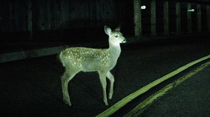 Ending Roadkill By Giving Animals Right Of Way