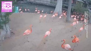 San Antonio Zoo captured footage of animal behavior during Monday's solar eclipse, offering a unique glimpse into intriguing responses from meerkats, whooping cranes, and flamingos. | Breitbart
