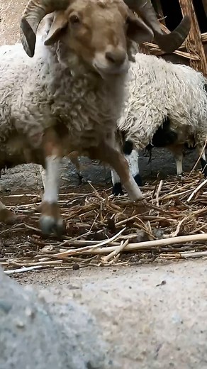 🇮🇳 Indian sheep didn’t like foreigner. #india #ladakh #visitindia | Carrie Patsalis