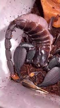 Spider Eats Its Prey in Slow Motion! 🕷️ Macro View#Spider #MacroPhotography #Nature