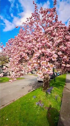 Cherry Blossom 5 KANZAN Cherry Tree. Vancouver, BC Canada