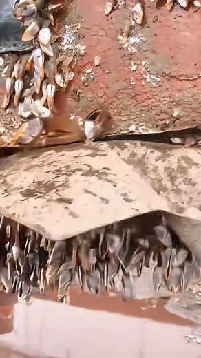 Why Barnacles Stick? 😲 #FacebookPage #viralreelsfb #shorts | Facts 2Growth