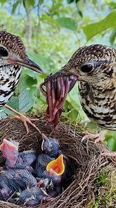 251K views · 1K reactions | EP15. Scaly thrush Bird | Review Birds News | Facebook