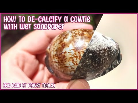 How To Remove Calcification from a Cowrie with Wet Sandpaper | NO Acid