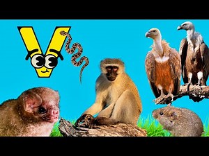 "The A-Z of Nature: ‘V’ Edition – Amazing Animal Facts Inside - Educational Video for Kids!"