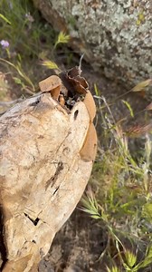 118K views · 861 reactions | What's under a tortoise's shell? Let's take a look. I found a long-dead Sonoran Desert Tortoise. They live a long time, but can die for many reasons. | Rattlesnake Solutions | Facebook