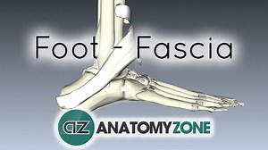 Fascia and Retinacula of the Foot - 3D Models, Video Tutorials & Notes | AnatomyZone