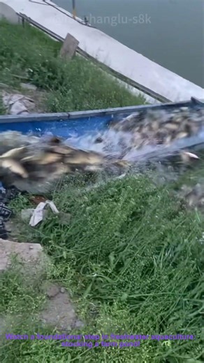 Stocking a Farm Pond: Releasing Fish for Aquaculture