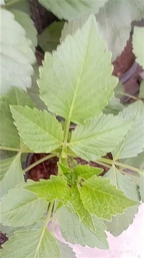 Dalia start buds in December