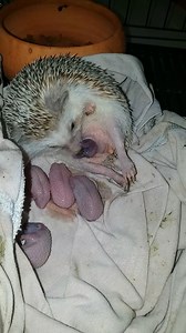 651K views · 4.5K reactions | Hedgehog gives birth to five tiny hoglets | Lessons Learned In Life | Facebook