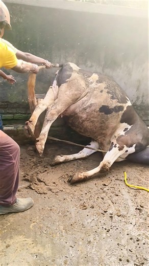 Farmers saves the life of a big Holstein cow#treatment of milk fever in cattle#calcium