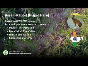 Assam Rabbit Hispid Hare Caprolagus hispidus India Asia