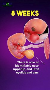 279K views · 3.5K reactions | What Your 8 Week Fetus Looks Like!  | Pregnancy to parenting | Facebook