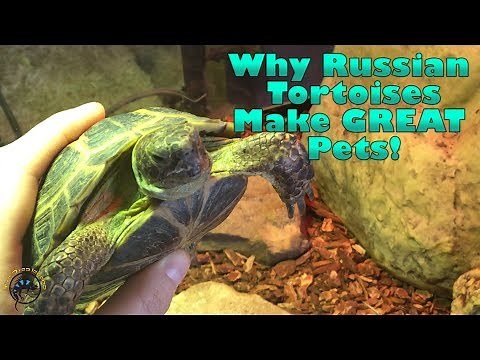 🐢 Why Russian Tortoises Make GREAT Pets! 🐢