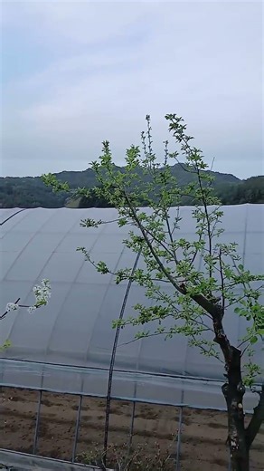 비 소식에 흐린 홍천 아침, 영상 7도의 서늘한 농장 풍경 ☁️ 2026년 4월 19일