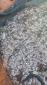 33K views · 502 reactions | ఈరోజు అలి వల లో చిన్న చేపలు చాలా ఎక్కువగా పడ్డాయి #fecebookreelsviral #fecbookreels #seafishingvideos #telugureels #youtubeshorts #telugu #INSTGRAM #fishing #instagram #vizag #fishinglife #fish #subscribe欄❤️ | Port Ramu | Facebook