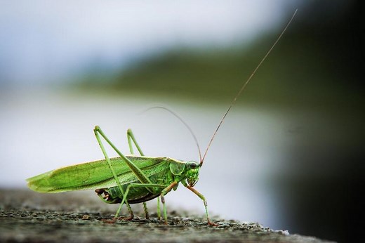 Lucky Cricket Symbolism: Lucky Bugs You Shouldn’t Squash | LoveToKnow