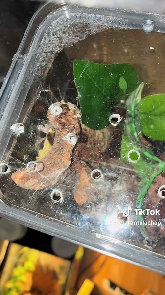 Fast and defensive, the Togo Starburst tarantula uses ambush tactics to capture its prey. Watch this one take down a locust in seconds. ⚡️ Not for the faint of heart 😳 #tarantulafeeding #tarantulatok #heteroscodramaculata #fyp #viral