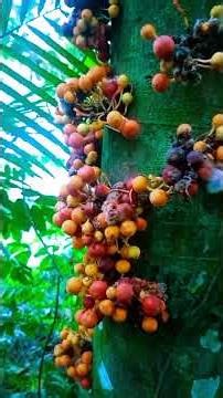 Nature shoot🌱 cinematic video