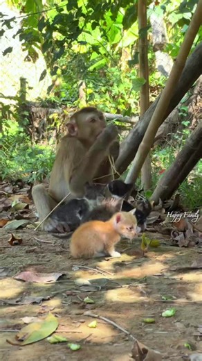 Monkey and Cat Care for Baby Animals
