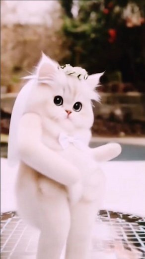 💖 Adorable Cute Cat Dance | Funniest Cat Moments Ever 2025