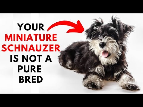 How to identify Your Miniature Schnauzer is Pure Bred or Not ?