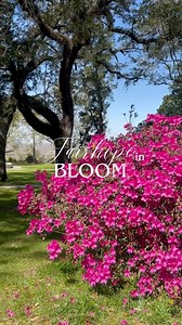 2.6K views · 1.8K reactions | Fairhope in bloom  Happy first day of...