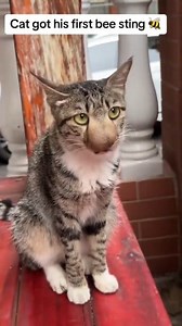 When cat accidently get stung by a bee 🐝 #cat #catsoftiktok #catlover #fyp #funnypets #beesting | Cat Funny Videos 018