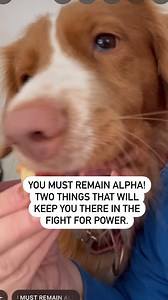 1.1K views · 21 reactions | Alpha Schmalpha. People control the food...