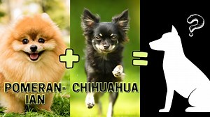 27 reactions | Top 10 Pomeranian Mix Breeds You Don't Know About https://www.youtube.com/watch?v=HfBMUL16yg0 | Lovely Animals World | Facebook