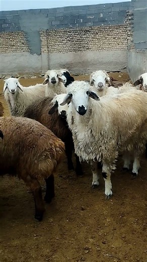 The Flock Runs to Feed | Sheep Eating Time (Part 2) #animals #animalfeed #cow