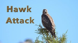 Hawk Attack