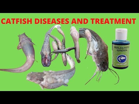 Catfish Diseases and Treatment| Best way to Treat Catfish Diseases