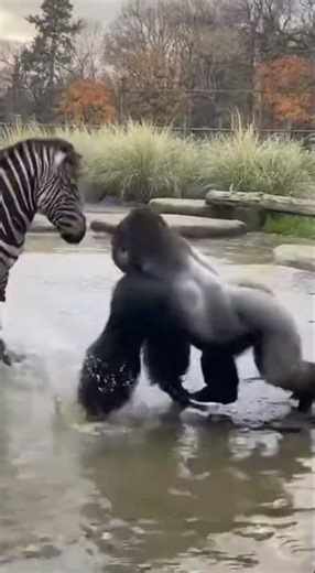 Insane zoo standoff 🤯 until the zebra charged… but then? #shorts #gorilla #wild