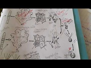 Ulva lactuca cycle de developpement thaloophyte part 1