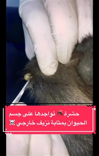 Medical Tick Removal Procedure on a Dog