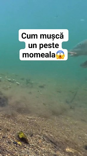 Cum mușcă un peste momeala😱 Filmare subacvatică #pescuit #momeala #fishing #foryou | Andy Dom